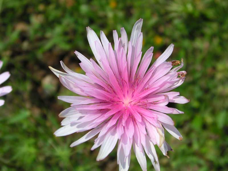 Crepis rubra / Radichella rosea